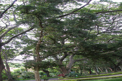 Melaleuca leucadendra